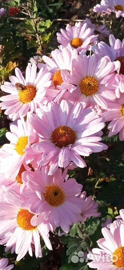 Дубки(хризантемы)