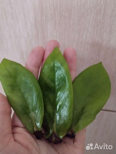 Замиокулькас равен и зензи, лист замиокулькаса