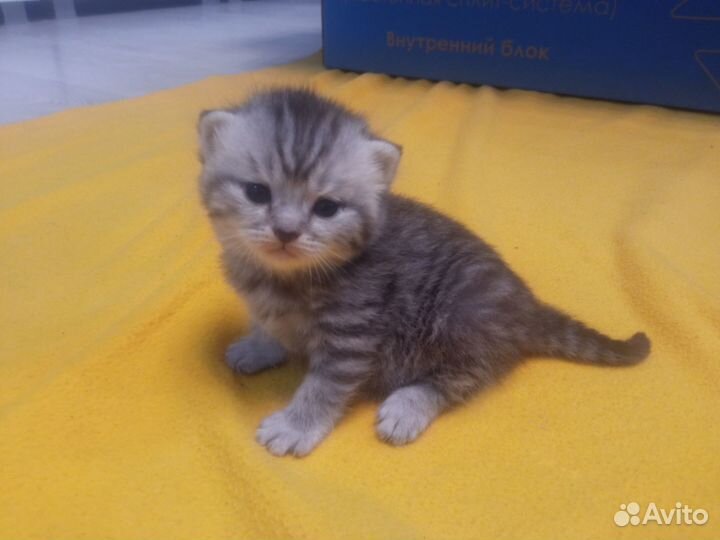 Продажа шотландских котят
