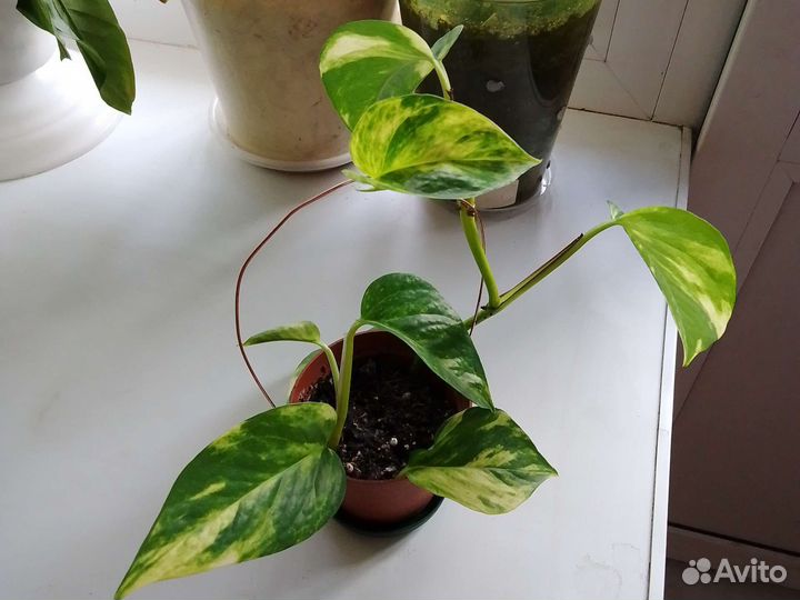 Сциндапсус