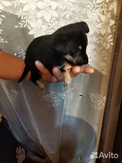 Карликовый пинчер, щенки, девочки, цена 5000