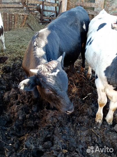 Продам телят