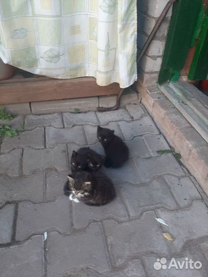 Отдам в хорошие руки котенка