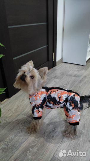 Д для собак