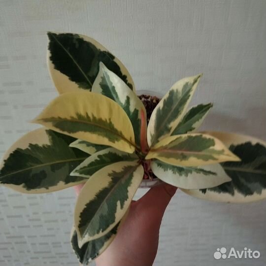 Комнатные растения