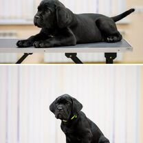 Кане-корсо, щенок