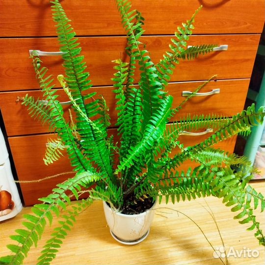 Папоротник нефролепис
