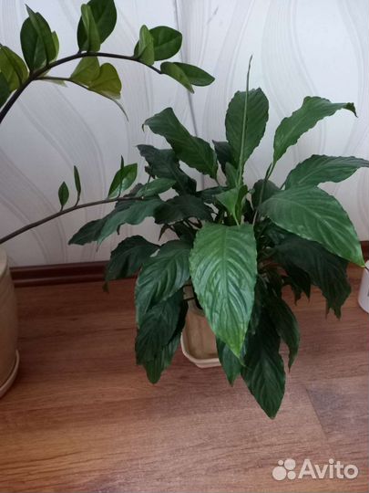 Спатифиллум