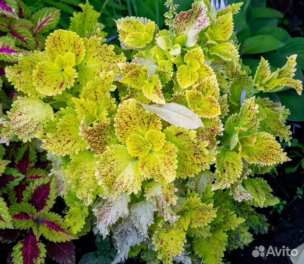 Колеус семена