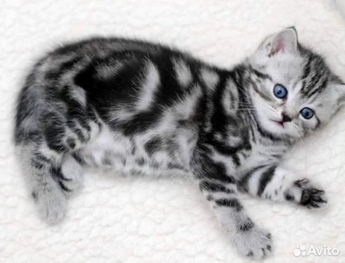 Серебристый черный мрамор прямоухий котенок