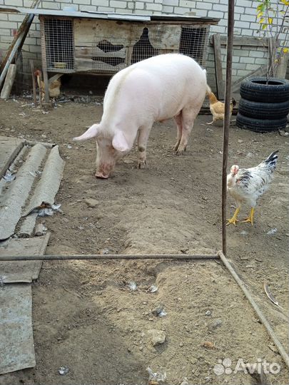 С/х животные