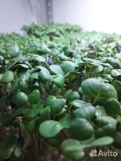 Микрозелень