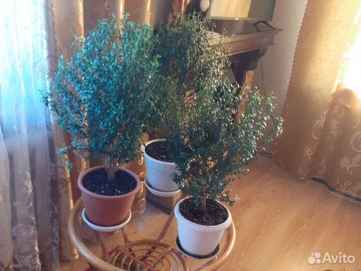 Миртовое дерево