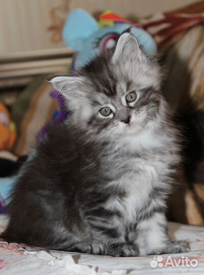 Шикарные котята мейн-кун