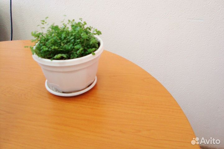 Солейролия