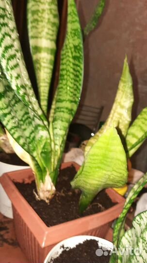 Сансевиерия