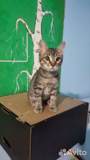 Котята ищут добрые руки