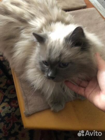 Кошка