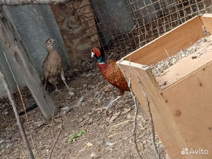 Семья фазанов