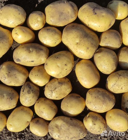 Картофель деревенский, картошка своя