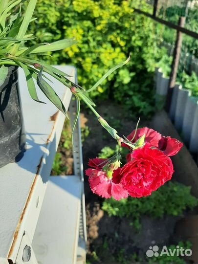 Гвоздика ампельная многолетняя