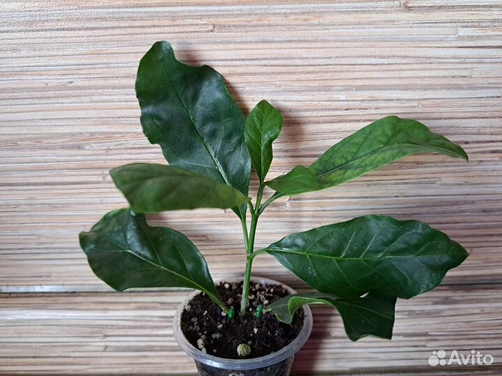 Ротмания, рандия, портландии, табернемонтана