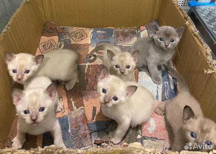 Котята европейской бурмы