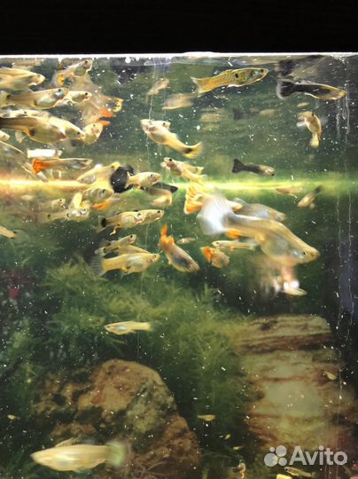 Аквариумные рыбки