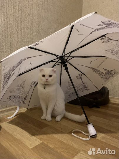 Кот