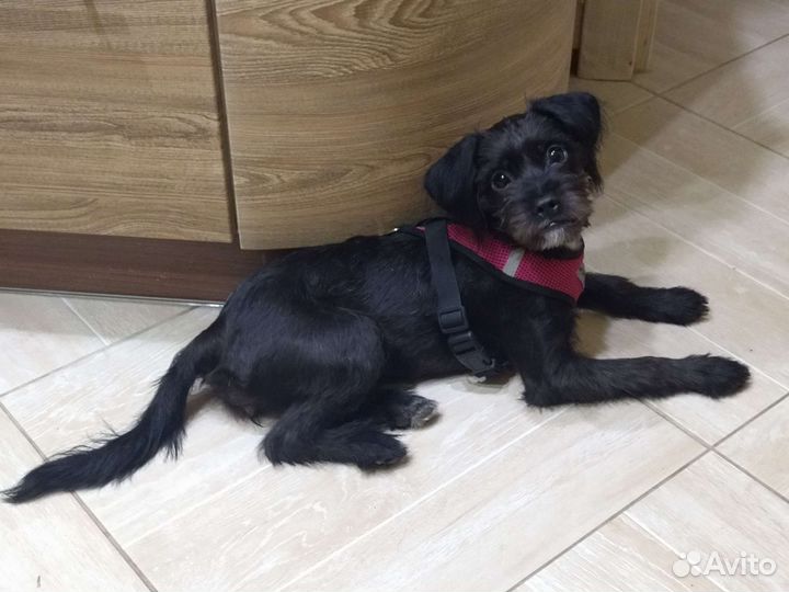 Аффенпинчер