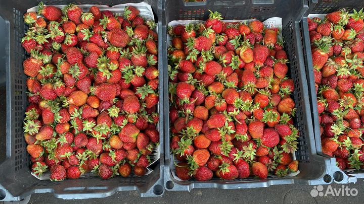 Виктория свежая ягода