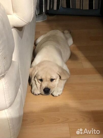Щенки лабрадора