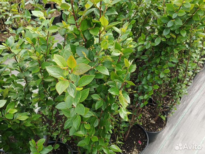 Кизильник блестящий