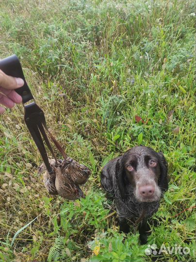 Охота со спаниелем