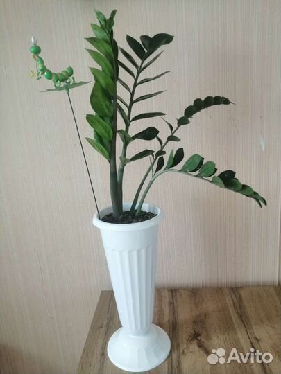 Комнатные цветы в ассортименте