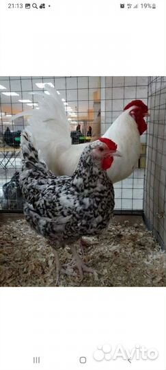 Инкубационное яйцо Пушкинская