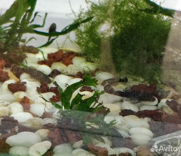 Сомики анциструсы