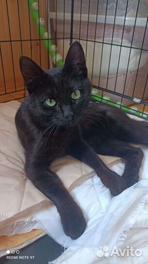 Кастрированный кот в добрые руки бесплатно