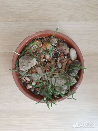 Древесный кактус рипсалис