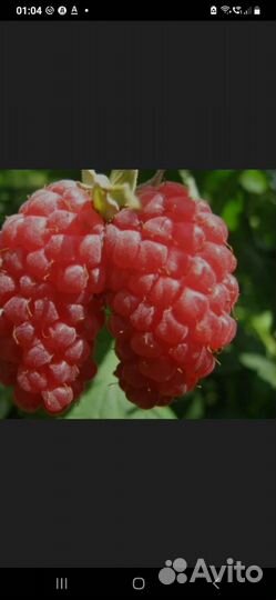 Ремонтантная малина