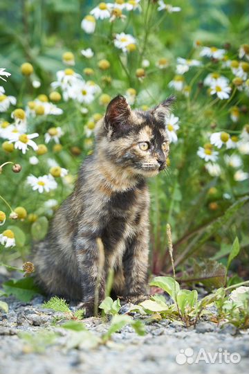 Котята в добрые руки девочка