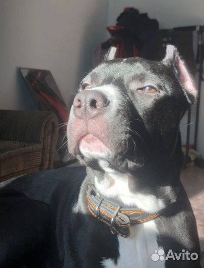 Питбуль вязка
