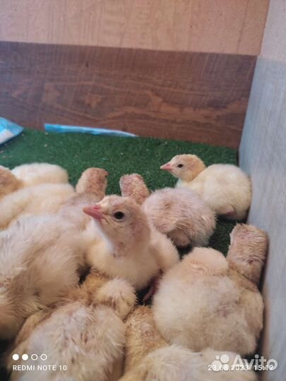 Индюшата хайбрид конвертер суточные