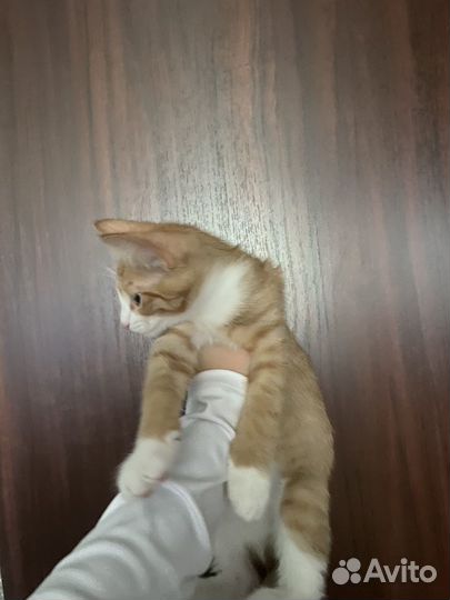Кошки в добрые руки бесплатно