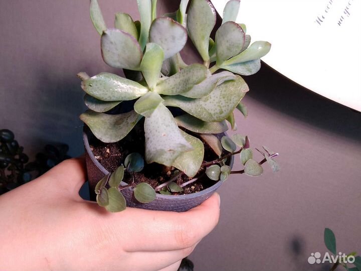 Крассула Блю бирд Растение