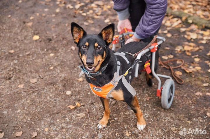 В добрые руки Каролина - собака на коляске