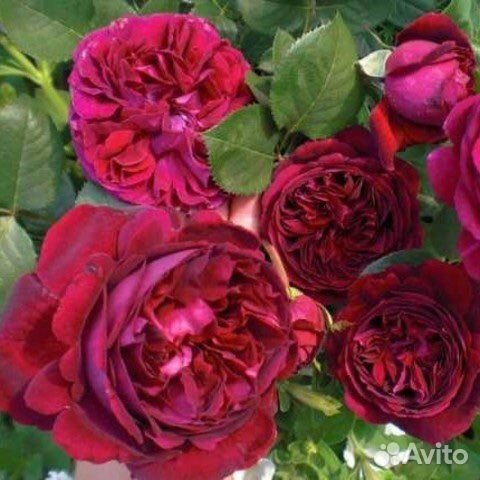 Английская роза Дарк Леди двухлетние саженцы