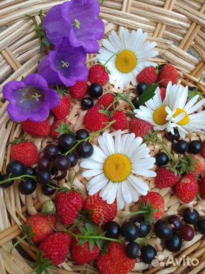 Земляника, Ежевика, Клубника вишня