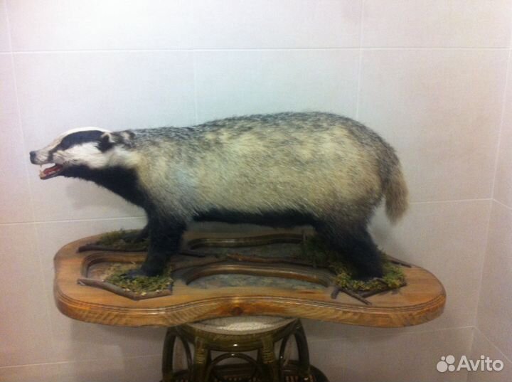 Чучела барсука, енотовидной собаки (композиция.)