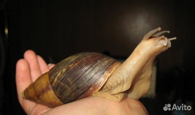 Улитка ахатина